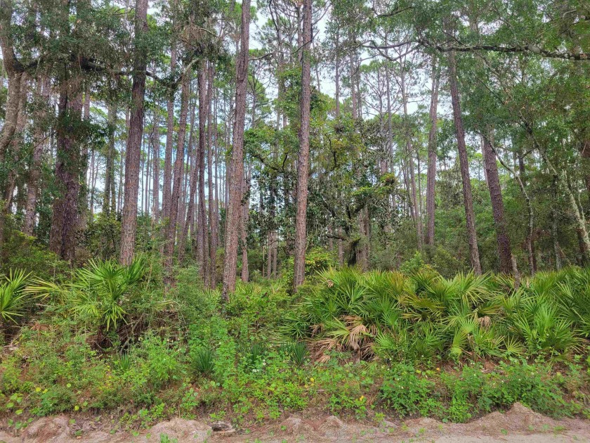 Quiet lot just blocks from Dickerson Bay and Levy Bay. Close to - Beach Lot for sale in Panacea, Florida on Beachhouse.com