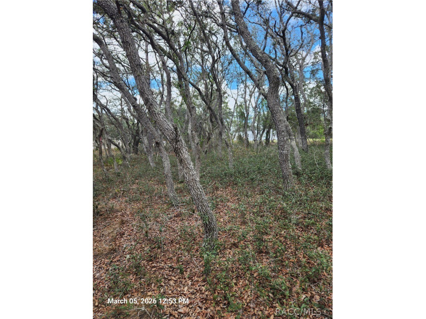 Take a look at the 360 view to get a better look at the layout - Beach Lot for sale in Homosassa, Florida on Beachhouse.com