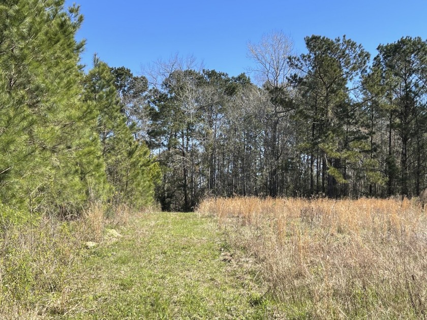 Hickman Rd 11.55 offers cleared land, woods, food plot and a - Beach Acreage for sale in Calabash, North Carolina on Beachhouse.com