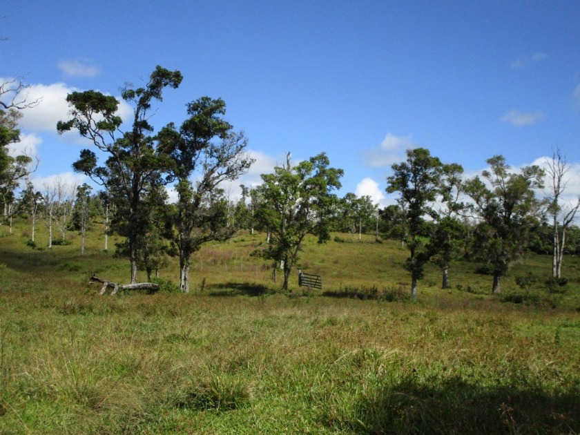 Beautiful pasture land that is fully fenced with approx. 50 fee - Beach Acreage for sale in Pahoa, Hawaii on Beachhouse.com