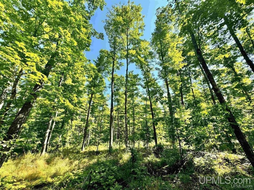 Owning a property near the mouth of the Huron River, next door - Beach Acreage for sale in Skanee, Michigan on Beachhouse.com