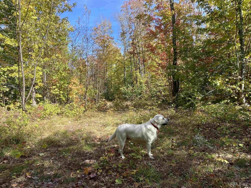 The Upper Peninsula awaits! Discover 160 acres of pristine land - Beach Acreage for sale in Grand Marais, Michigan on Beachhouse.com