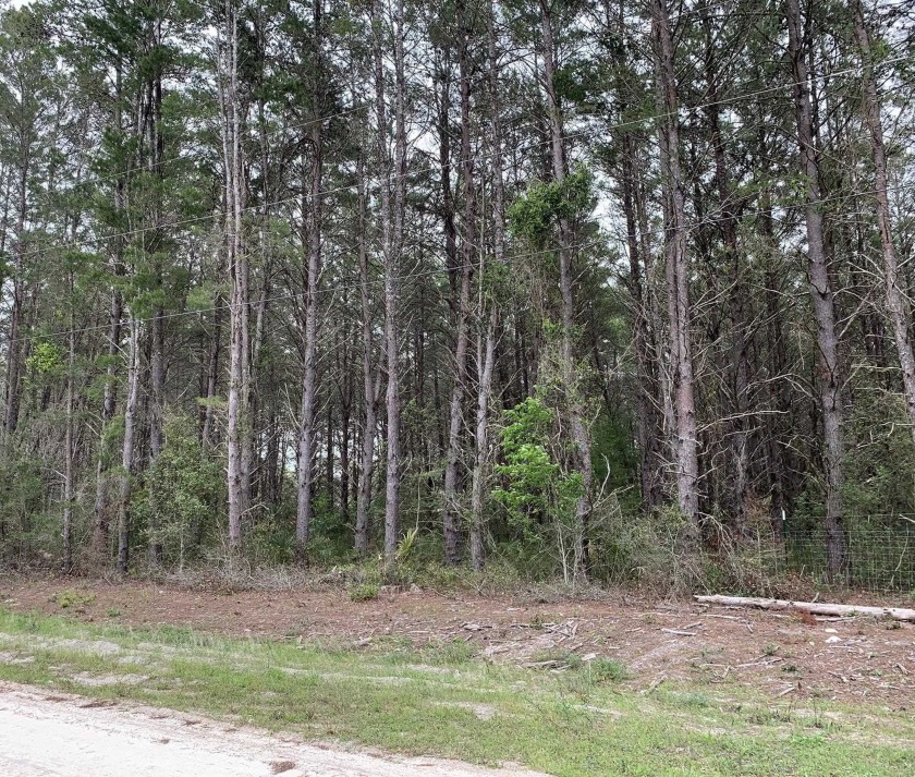 Wooded/pine Lot located near Keaton Beach w/public boat ramp - Beach Lot for sale in Perry, Florida on Beachhouse.com