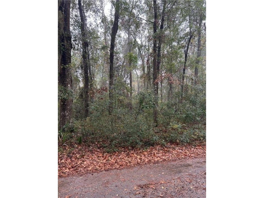 Wooded .54-acre residential lot in the desirable White Chimney - Beach Lot for sale in Townsend, Georgia on Beachhouse.com