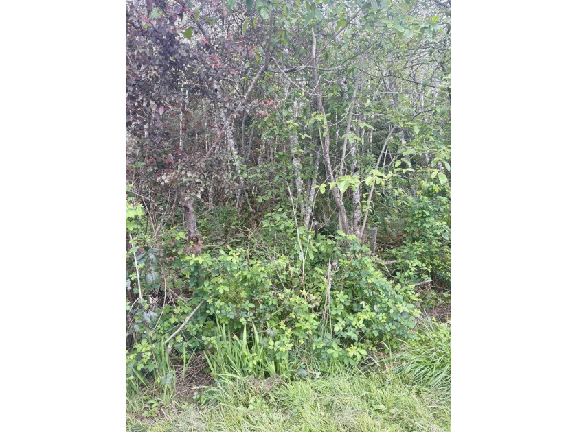 Undeveloped nearly 3/4 acre property with abundance of trees. It - Beach Lot for sale in Crescent City, California on Beachhouse.com