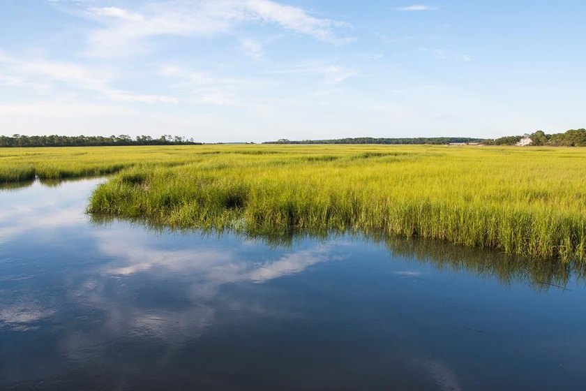 On the uplands, at the marsh's edge birds of every description - Beach Acreage for sale in Parksley, Virginia on Beachhouse.com