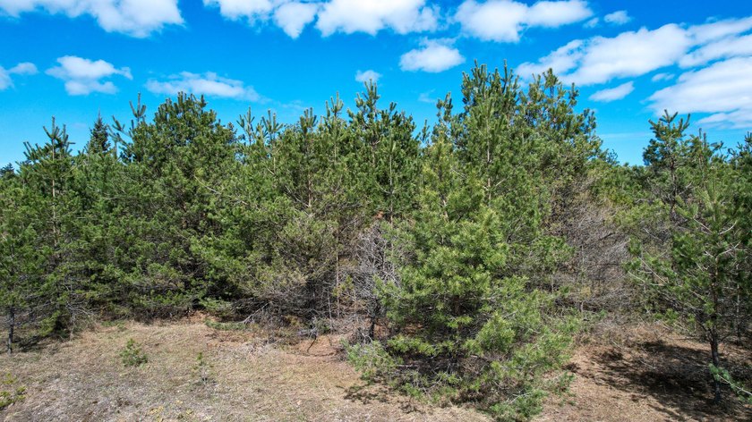 A beautiful piece of land tucked into a peaceful country setting - Beach Acreage for sale in Cheboygan, Michigan on Beachhouse.com