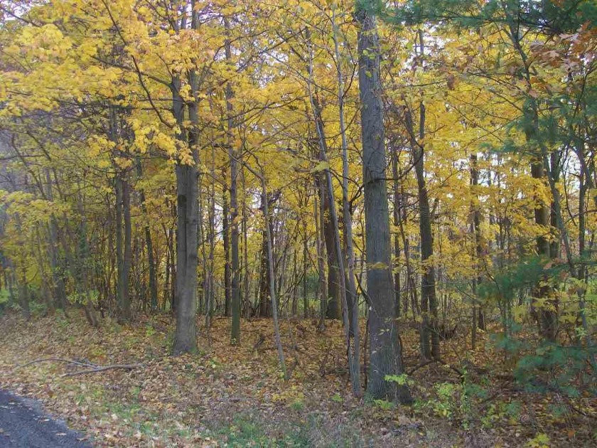 Build your dream home on this beautiful lot! Located close to - Beach Lot for sale in Saugatuck, Michigan on Beachhouse.com