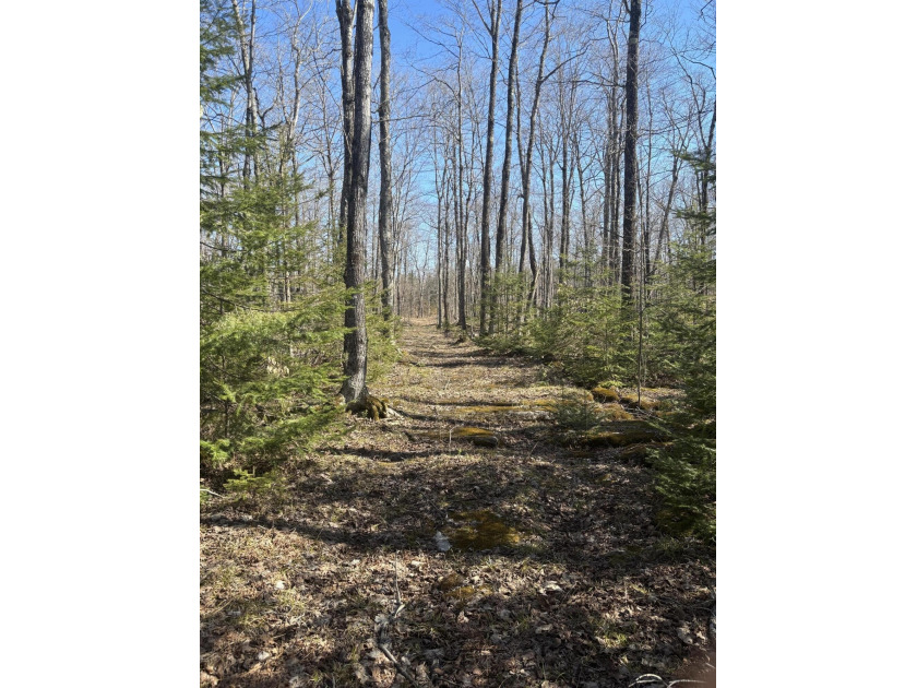 Beautiful building land mainly comprised of hardwoods with some - Beach Acreage for sale in Drummond Island, Michigan on Beachhouse.com