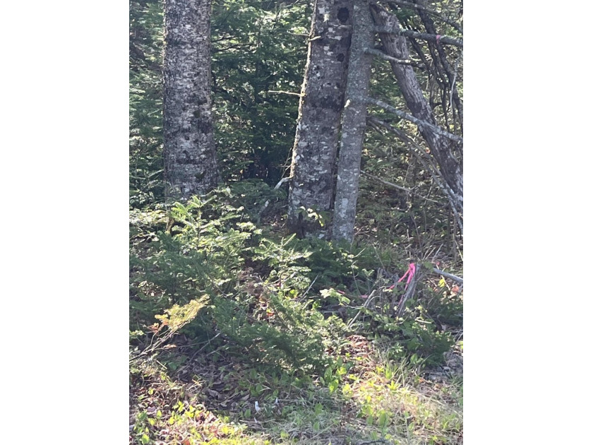 Escape to the beauty of coastal Maine with this remarkable 14 + - Beach Acreage for sale in Gouldsboro, Maine on Beachhouse.com