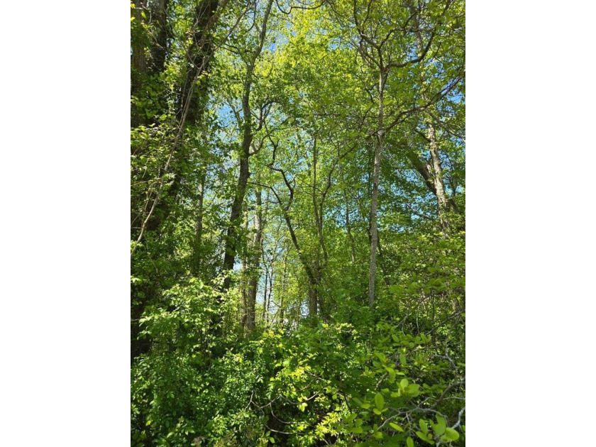 This 20-acre parcel of land is in Ravine, a Lake forested land - Beach Acreage for sale in Bloxom, Virginia on Beachhouse.com