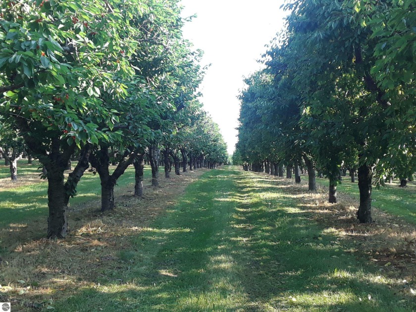 One of the most beautiful cherry orchards in Leelanau County on - Beach Acreage for sale in Northport, Michigan on Beachhouse.com