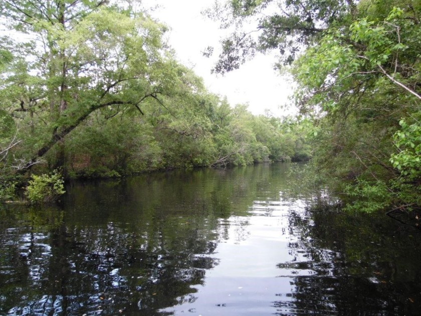 Awesome riverfront lot on paved road! This buildable lot - Beach Lot for sale in Sopchoppy, Florida on Beachhouse.com