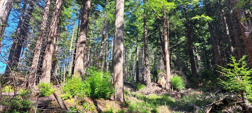 63 acres of Timber Production Zone (TPZ) forest land with a - Beach Acreage for sale in Eureka, California on Beachhouse.com