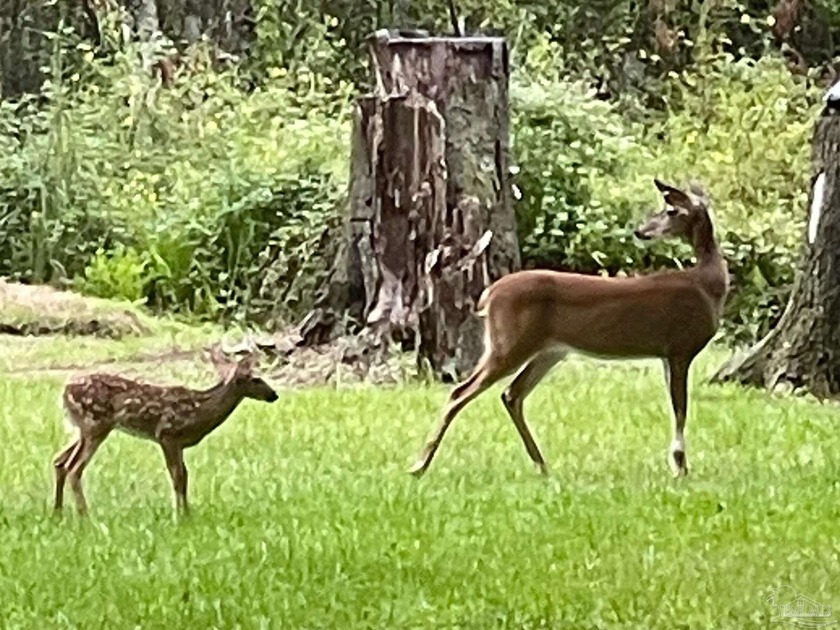 Your Paradise awaits! Nestled under stately oaks and natural - Beach Home for sale in Milton, Florida on Beachhouse.com
