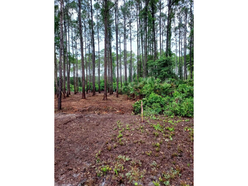 The absolute best cleared bay vies lot in St James Bay Golf & - Beach Lot for sale in Carabelle, Florida on Beachhouse.com