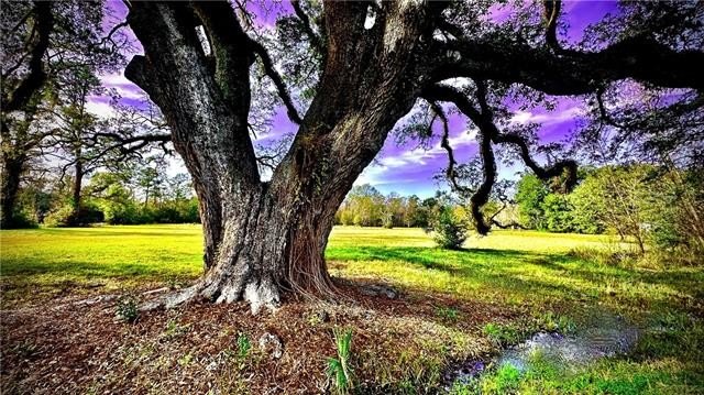 Look no further, don't miss this rare opportunity to build your - Beach Lot for sale in Mandeville, Louisiana on Beachhouse.com