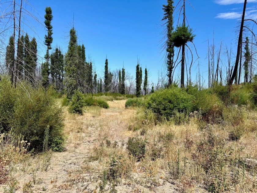 50 Acre parcel 5 miles from Waddell Creek State Beach! Private - Beach Acreage for sale in Davenport, California on Beachhouse.com