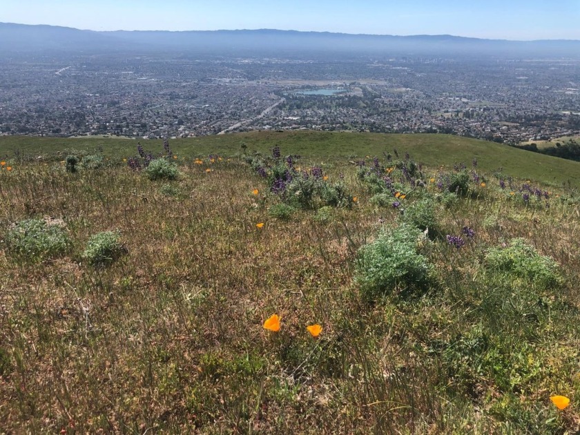 Mount Pleasant Foothills! Imagine swinging beneath your Lone Oak - Beach Acreage for sale in San Jose, California on Beachhouse.com