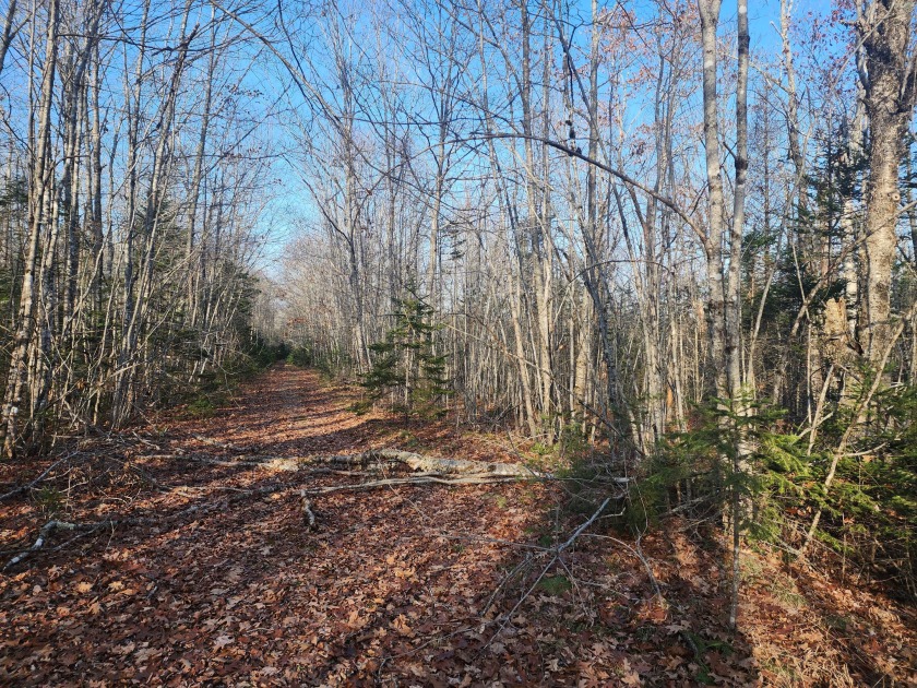 Private 10 +/- acre lot. Wooded parcel ready for your little - Beach Acreage for sale in Surry, Maine on Beachhouse.com