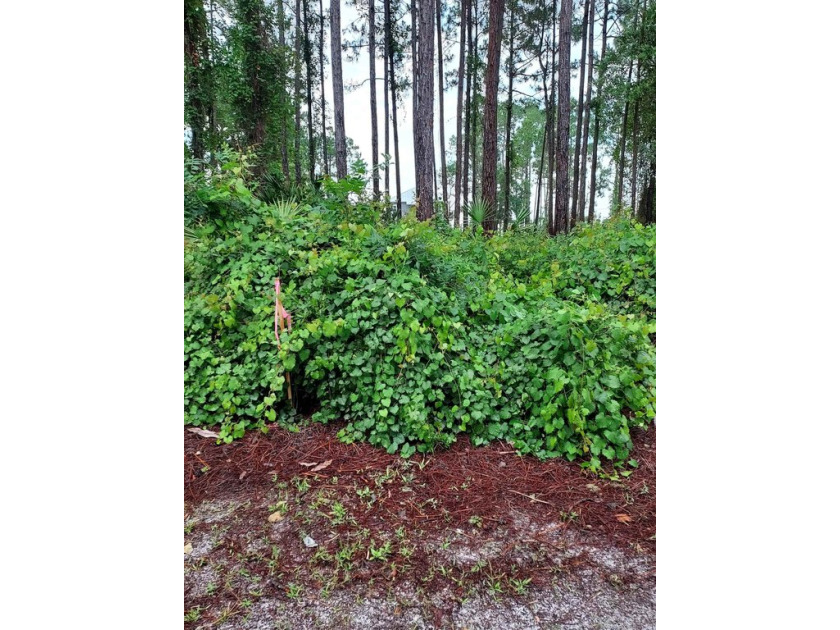 An absolute beautiful lot in St James Bay Golf & Pickleball - Beach Lot for sale in Carabelle, Florida on Beachhouse.com