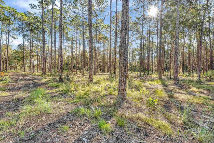 Discover 40 acres of pure freedom & natural beauty, where - Beach Acreage for sale in Foley, Alabama on Beachhouse.com