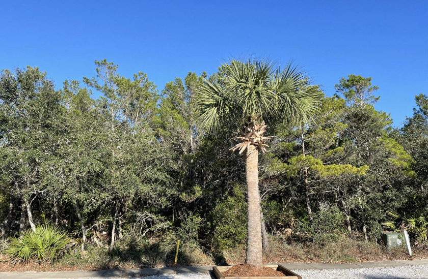 Large wooded lot across from Lake Carillon.  This lot affords - Beach Lot for sale in Panama City Beach, Florida on Beachhouse.com