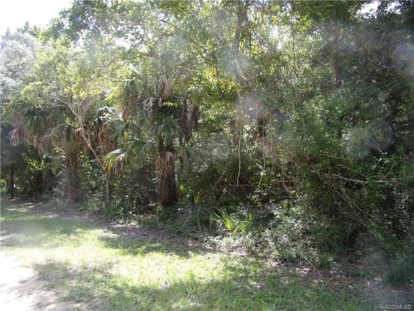 ENJOY OLD FLORIDA LIVING ON THIS PRETTY WOODED 1.27 ACRE  IN - Beach Lot for sale in Inglis, Florida on Beachhouse.com