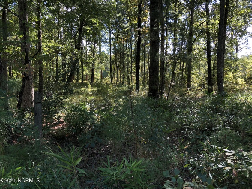 WOODED WATERFRONT LOT - This .98 AC Buildable Lot is located in - Beach Lot for sale in Belhaven, North Carolina on Beachhouse.com