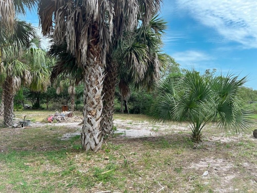 WATERFRONT LOT in a part of OLD CEDAR KEY where the trees still - Beach Lot for sale in Cedar Key, Florida on Beachhouse.com