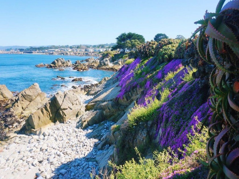 MV6: 30 night minimum Lover's Point Mermaid Cottage - Beach Vacation Rentals in Pacific Grove, CA on Beachhouse.com
