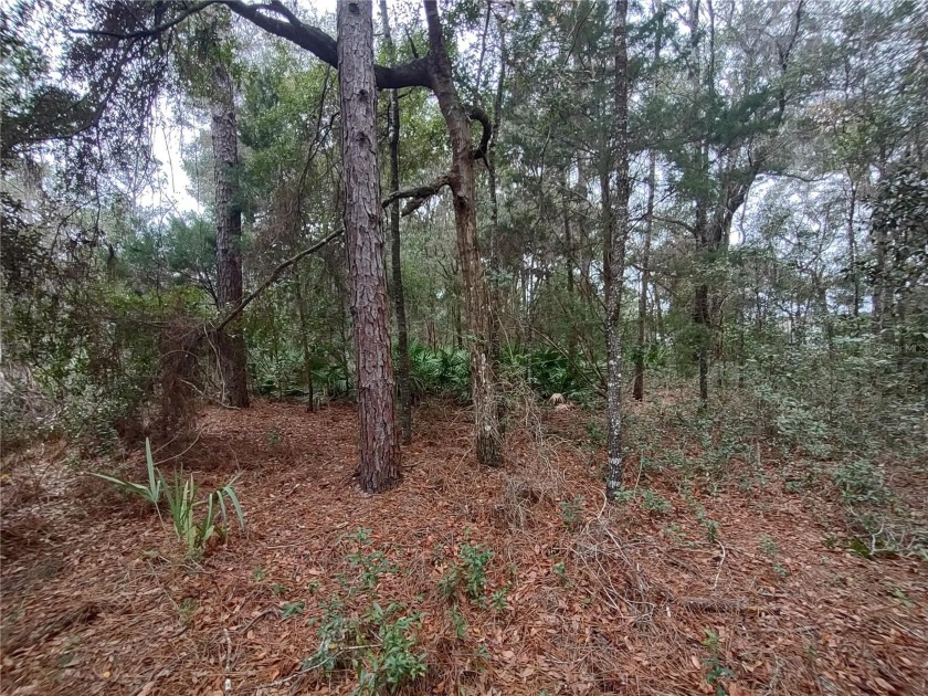 Nicely wooded double lot just around the corner from the end of - Beach Lot for sale in Crystal River, Florida on Beachhouse.com