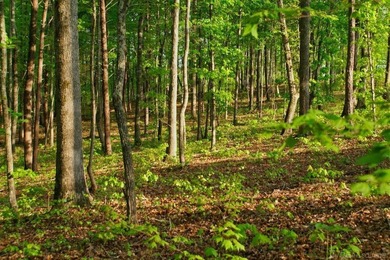 Beach Acreage For Sale in Shelby, Michigan