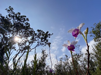 Beach Acreage For Sale in Volcano, Hawaii
