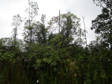 Beach Lot For Sale in Kurtistown, Hawaii