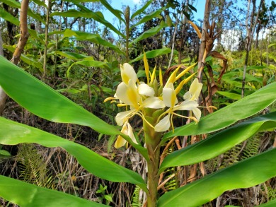 Beach Acreage Active Under Contract in Mountain View, Hawaii