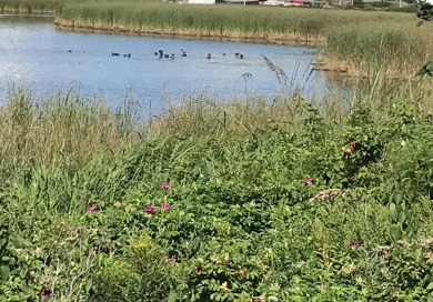 Beach Acreage For Sale in Meteghan River, NS