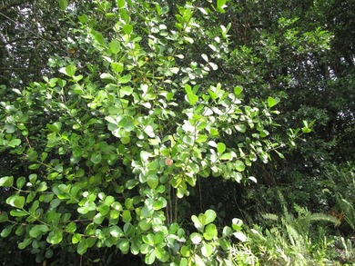 Beach Lot For Sale in Keaau, Hawaii