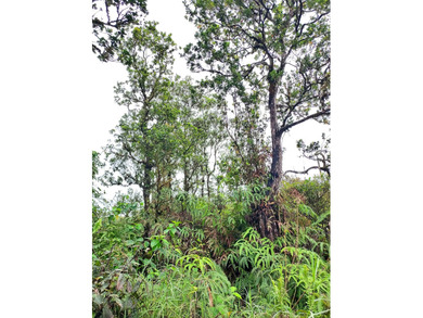 Beach Lot For Sale in Mountain View, Hawaii