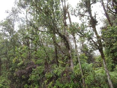 Beach Lot For Sale in Mountain View, Hawaii
