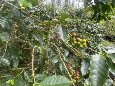 Beach Acreage For Sale in Volcano, Hawaii