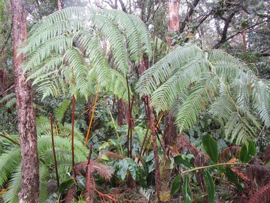 Beach Lot Active Under Contract in Volcano, Hawaii