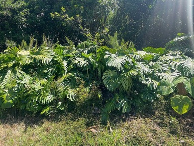 Beach Lot For Sale in Pahoa, Hawaii
