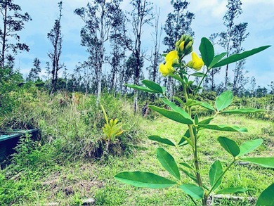 Beach Acreage For Sale in Kurtistown, Hawaii
