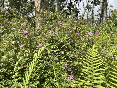 Beach Lot For Sale in Pahoa, Hawaii