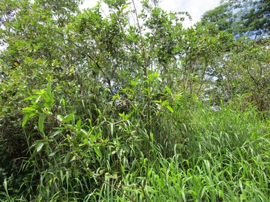 Beach Lot For Sale in Kurtistown, Hawaii