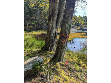Beach Acreage For Sale in Westport Island, Maine
