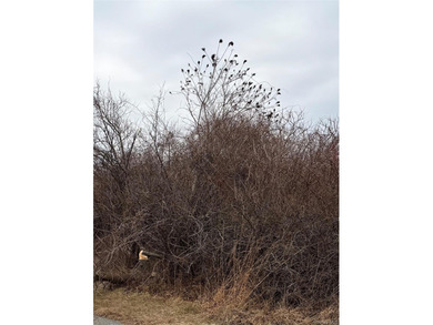 Beach Lot For Sale in Montauk, New York